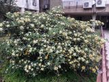 Pittosporum tobira