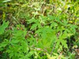 Geranium sibiricum