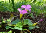 Oxalis purpurea