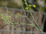 Bupleurum kakiskalae. Веточка соцветия. Греция, о-в Крит, ном Ханья (Νομός Χανίων), дим Платаньяс (Δήμος Πλατανιά), горный массив Лефка Ори (Λευκά Όρη), урочище Ксилоскало (Ξυλόσκαλο), ≈ 1200 м н.у.м., информационный центр у начала маршрута через Самарийское ущелье, в культуре. 26 июня 2017 г.