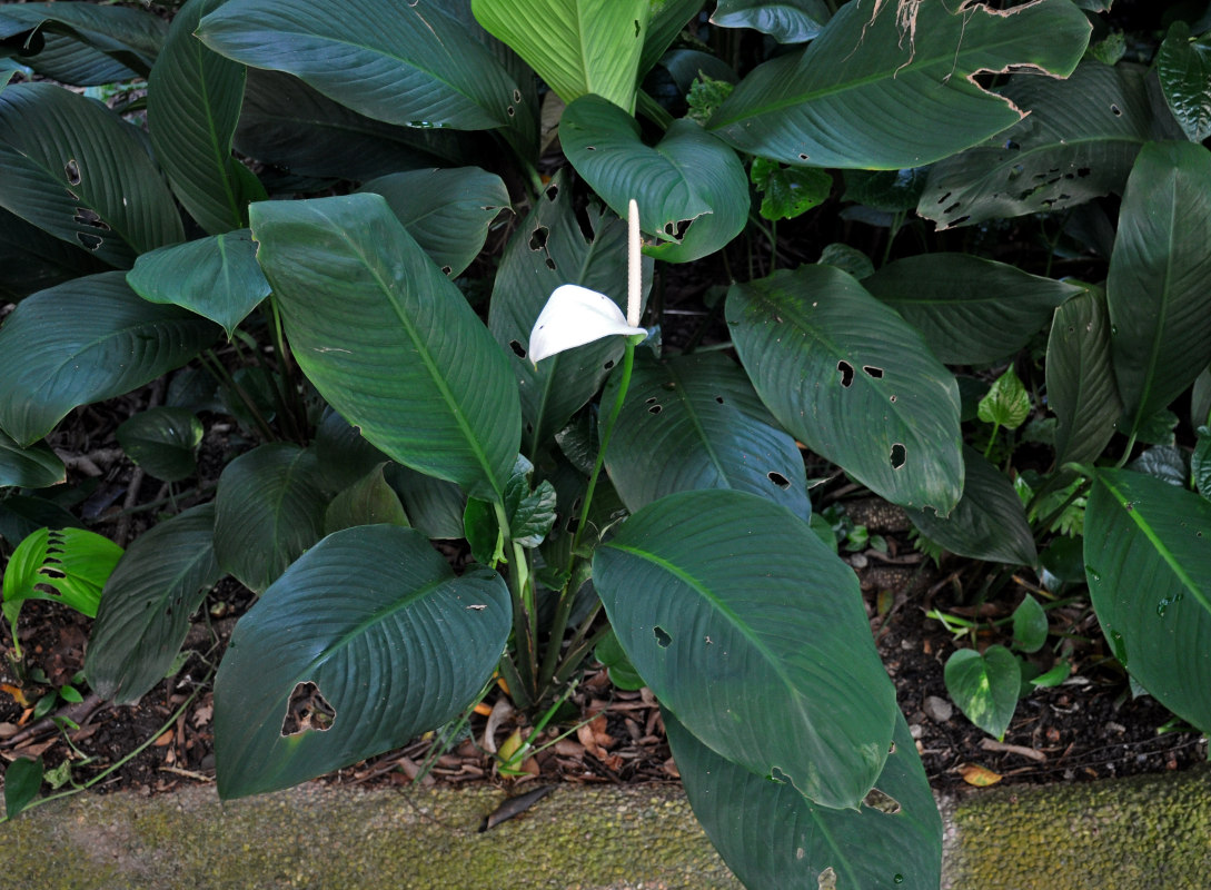 Изображение особи Spathiphyllum floribundum.