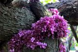 Cercis canadensis. Часть ствола с соцветиями. Краснодарский край, г. Тихорецк, в озеленении. 05.05.2018.