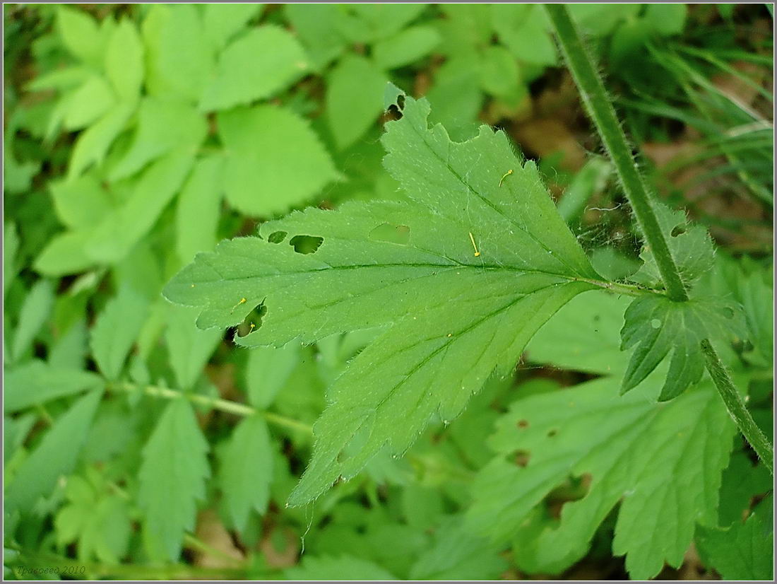 Изображение особи Geum &times; intermedium.