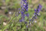 Polygala comosa