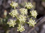 Crithmum maritimum. Отцветающее соцветие. Греция. Эгейское море, север о-ва Парос, национальный парк Св. Яниса Детис Колимбифрес; берег моря за Турецким пляжем (Τούρκου Άμμος παραλία). 28.10.2018.