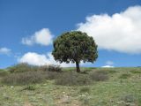 Juniperus polycarpos. Взрослое дерево. Дагестан, окр. с. Талги, склон горы. 22.04.2019.