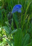 Dracocephalum grandiflorum