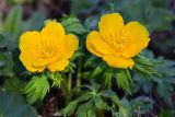 Trollius ranunculinus. Цветки и листья. Краснодарский край, Мостовский р-н, окр. пос. Кировский, западный край хр. Малый Бамбак (в р-не горы Шапка), 1730 м н.у.м., субальпийский луг. 21.05.2019.