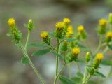 Inula conyza