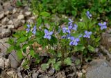 Viola canina. Цветущие растения (слева видны молодые побеги Hypericum). Московская обл., Пушкинский р-н, окр. дер. Мураново, опушка смешанного леса. 25.05.2019.