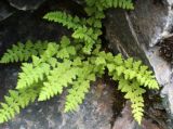 Woodsia intermedia