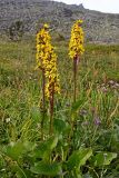 Ligularia sibirica