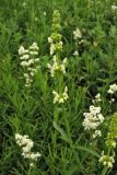 Stachys recta. Верхушка побега с соцветием среди цветущих Galium boreale. Украина, Львов, ландшафтный парк \"Знесенье\", луговой склон. 30 мая 2009 г.