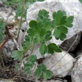 Aquilegia vicaria