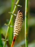 Equisetum fluviatile