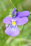 Viola disjuncta