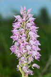 Orchis militaris. Соцветие. Волгоградская обл., Серафимовичский р-н, Трясиновское с/п, окр. хутора Себряков, природный парк \"Усть-Медведицкий\", дол. р. Медведица, возвышенный участок влажного солонцеватого пойменного луга. 25 мая 2021 г.