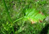 Rumex arifolius. Средний лист на генеративном побеге. Красноярский край, Ермаковский р-н, парк \"Ергаки\", окр. оз. Тушканчик, субальпийский луг. 24.07.2012.