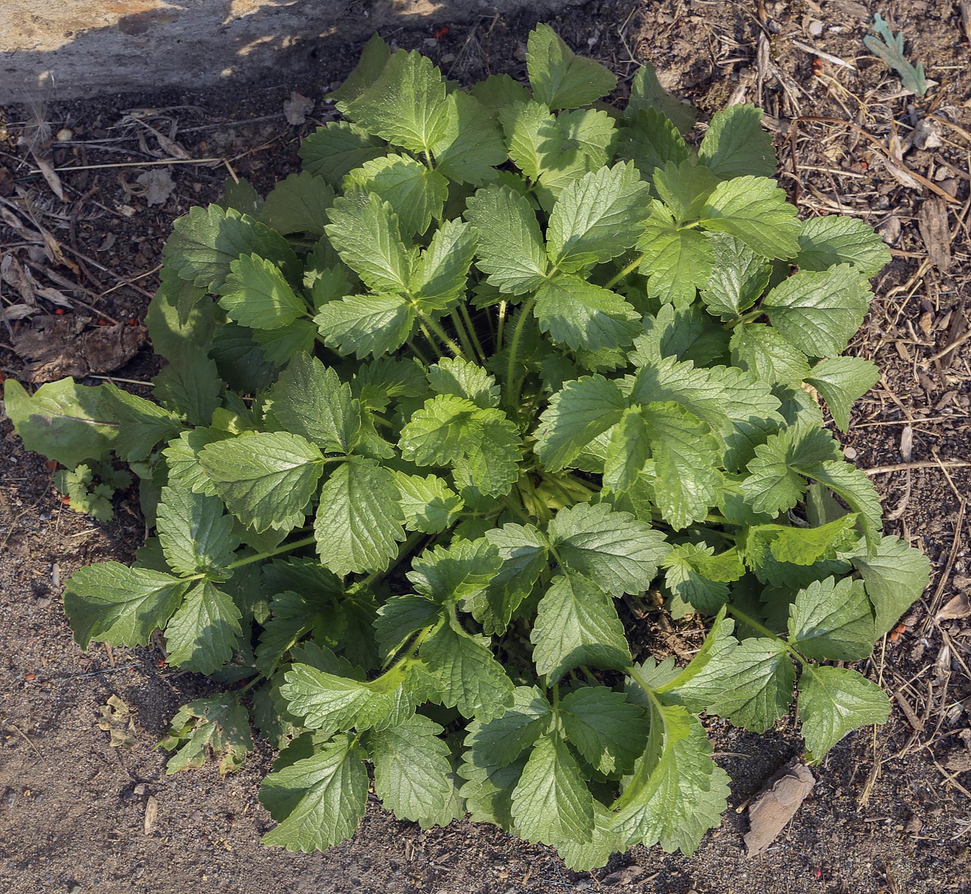 Изображение особи Potentilla norvegica.