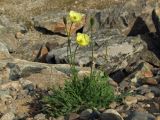 Papaver lapponicum. Цветущее и плодоносящее растение на дамбе. Магаданская обл., Ольский р-н, пгт Ола, нижнее течение р. Ола. 26.08.2017.