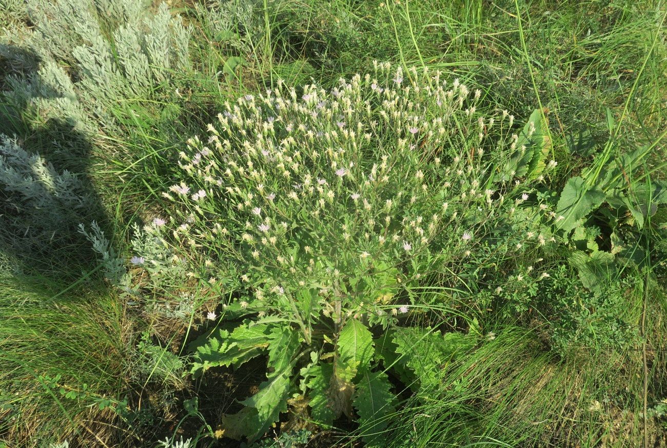 Изображение особи Klasea erucifolia.