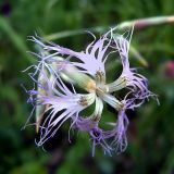 Dianthus stenocalyx. Цветок. Чувашия, окр. г. Шумерля, Кумашкинский заказник, Соколова поляна. 13 июня 2005 г.