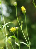 Coreopsis tripteris. Верхушки побегов с нераспустившимися соцветиями. Москва, БС МГУ, в культуре. 31.08.2011.