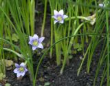 Romulea columnae