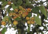 Malus domestica подвид cerasifera. Несозревшие плоды ('Evereste'). Нидерланды, г. Venlo, \"Floriada 2012\". 11.09.2012.