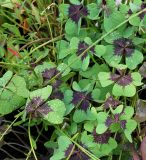 Oxalis tetraphylla. Листья. Нидерланды, г. Venlo, \"Floriada 2012\". 11.09.2012.