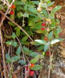 Chenopodium nutans. Побеги с соплодиями. Испания, Каталония, Жирона, Тосса-де-Мар, крепость Вила-Велья. 24.06.2012.