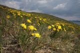 Scorzonera austriaca. Популяция цветущих растений на береговом склоне восточной экспозиции. Иркутская обл., Приольхонье, оз. Байкал, Малое Море, о. Большой Тойник. 11.06.2012.