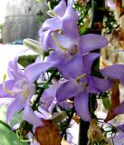 Campanula pyramidalis