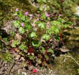 Geranium lucidum