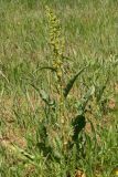 Rumex crispus