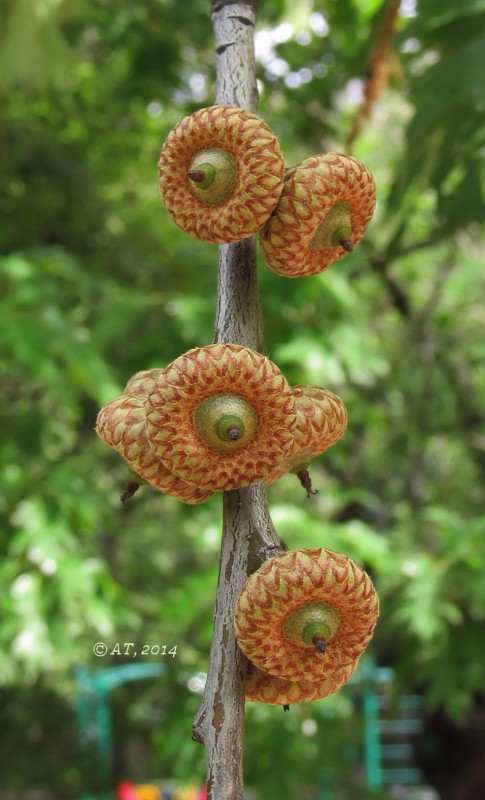 Изображение особи Quercus rubra.