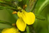 Ajuga glabra