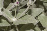 Lychnis coronaria