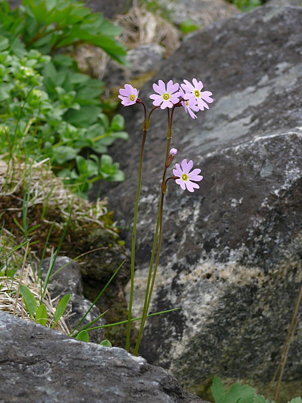 Image of Primula finmarchica specimen.