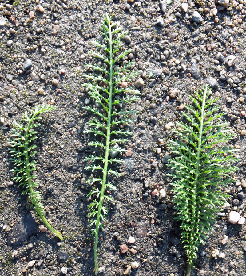 Изображение особи Achillea millefolium.