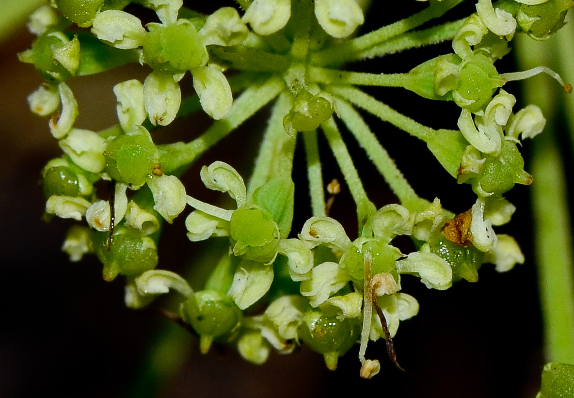 Изображение особи Heteromorpha arborescens.