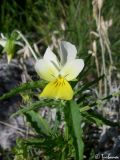 Viola tricolor подвид alpestris. Верхушка цветущего растения. Крымский природный заповедник, Бабуган-Яйла. 19.07.2009.