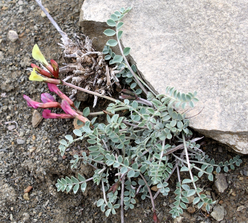 Изображение особи Astragalus jolderensis.