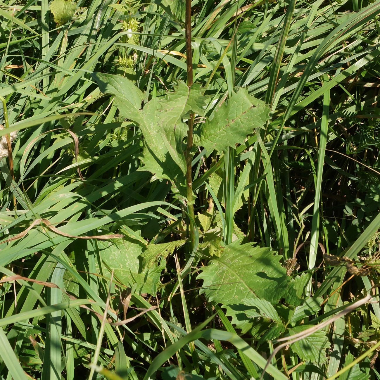 Изображение особи Crepis sibirica.