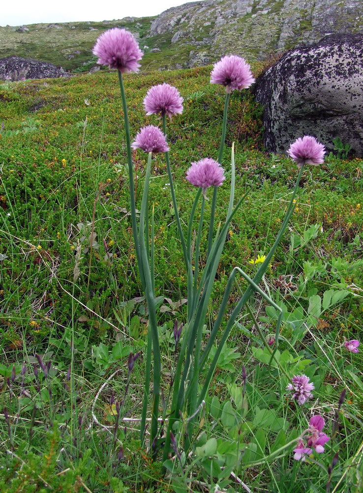 Изображение особи Allium schoenoprasum.