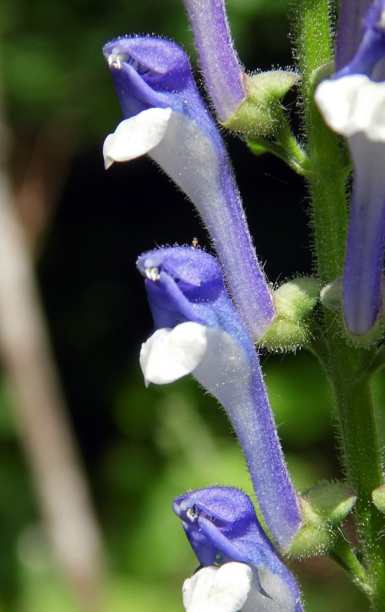 Изображение особи Scutellaria altissima.