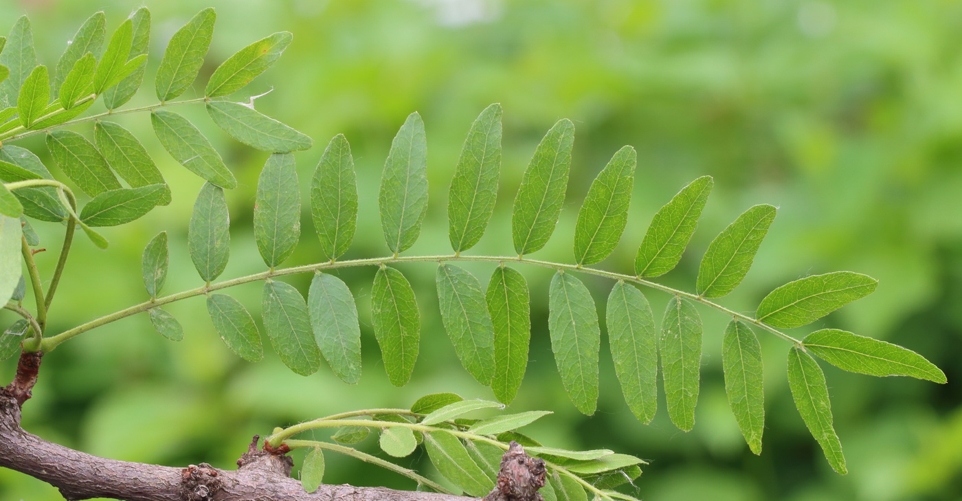 Image of Gleditsia triacanthos var. laevis specimen.