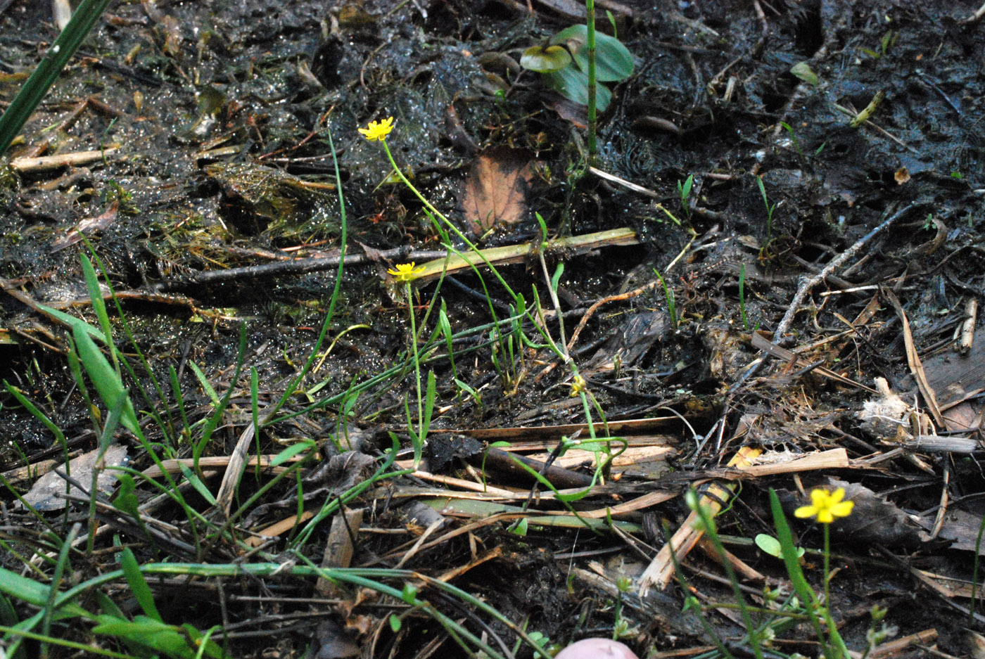 Изображение особи Ranunculus flammula.