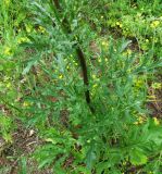 Senecio jacobaea