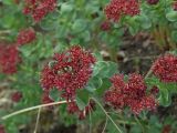 Rhodiola integrifolia. Соцветия. Магаданская обл., окр. Магадана, бухта Нагаева, мкр-н Марчекан, берег моря. 25.06.2009.